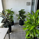 Office Plant Bundle (4 Pieces) Premium Indoor Plants UAE. Indoor plants in black pots on a tiled floor with a neutral wall background