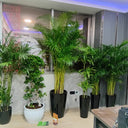 Office Plant Bundle (5 Pieces) Premium Palm and Bonsai Plants UAE. Indoor plants in pots on a table with a reflective wall in the background