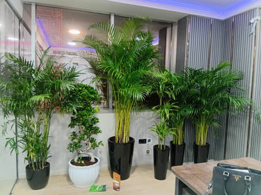 Office Plant Bundle (5 Pieces) Premium Palm and Bonsai Plants UAE. Indoor plants in pots on a table with a reflective wall in the background