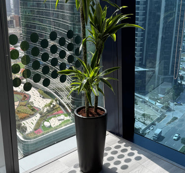 Office Plant Dracaena  Lemon Plants UAE. Potted plant on a balcony with cityscape view