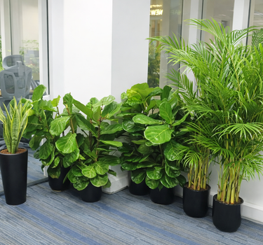 Office Plants Bundle -8 plants UAE. Row of potted plants in an office setting with large windows.
