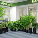 Office Plants Bundle 14pc Premium Plants UAE. Row of potted plants in an office setting with a New Year 2022 banner.