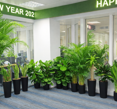 Office Plants Bundle 14pc Premium Plants UAE. Row of potted plants in an office setting with a New Year 2022 banner.