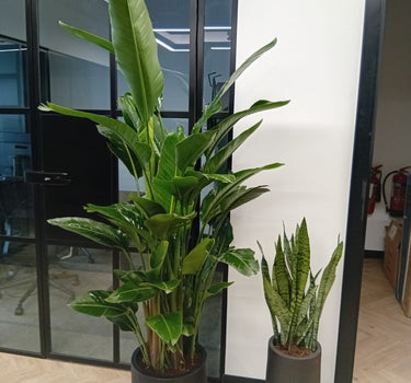 Office Plants Bundle Bird of Paradise + Snakeplant. Two potted plants in an office setting with a glass wall and fire extinguishers in the background.