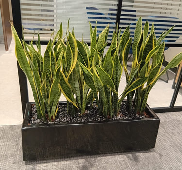 Office Plants in Rectangle Pot Plants UAE. Sansevieria plant in a pot on a gray floor with a striped wall in the background