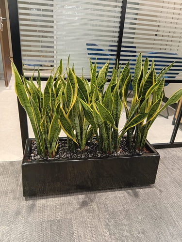 Office Plants in Rectangle Pot Plants UAE. Sansevieria plant in a pot on a gray floor with a striped wall in the background
