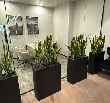 Office Plants Snakeplant in Fiber Indoor Plants UAE. Modern office interior with glass walls, plants in black pots, and office furniture.
