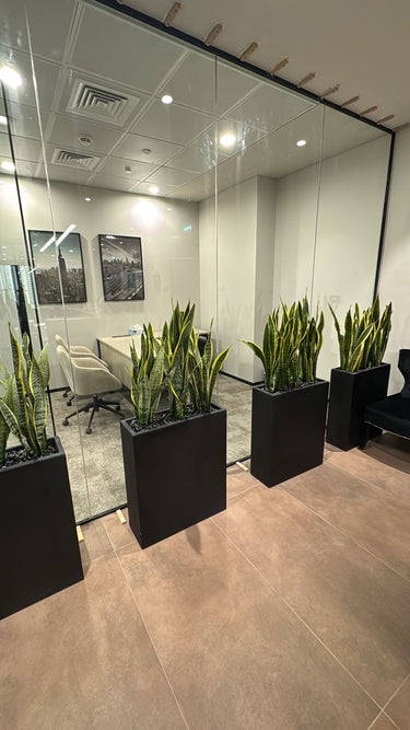 Office Plants Snakeplant in Fiber Indoor Plants UAE. Modern office interior with glass walls, plants in black pots, and office furniture.