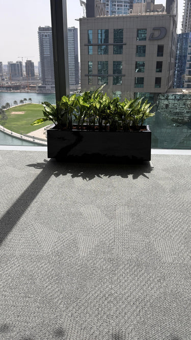 Office Plants in Rectangle Pot Plants Dubai. Black planter with green plants on a textured floor with buildings in the background 