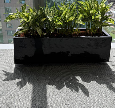 Office Plants in Rectangle Pot Plants UAE. Black planter with green plants on a city street