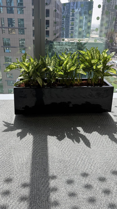 Office Plants in Rectangle Pot Plants Dubai. Black planter with green plants on a city street