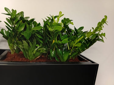 Office Plants in Rectangle Pot Plants UAE. Green potted plant in a black pot on a neutral background