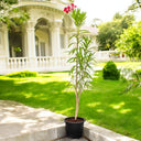 Oleander (Nerium Oleander) – Hardy Flowering Shrub for UAE Gardens 1