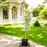 Oleander (Nerium Oleander) – Hardy Flowering Shrub for UAE Gardens 1