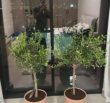 Olive Tree 110cm from Spain Plants UAE. Two potted plants on a table with a reflective glass door in the background.