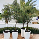 Olive Tree 180cm Outdoor Plants Dubai. Four potted trees in white pots on a patio with a white wall and greenery in the background.
