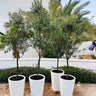 Olive Tree 180cm Outdoor Plants Dubai. Four potted trees in white pots on a patio with a white wall and greenery in the background.