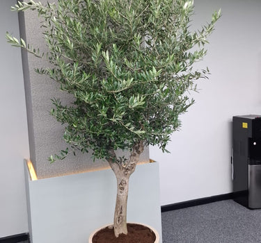 Olive Tree (2.2m–2.4m) in Premium Beige Fiber Pot Plants UAE.