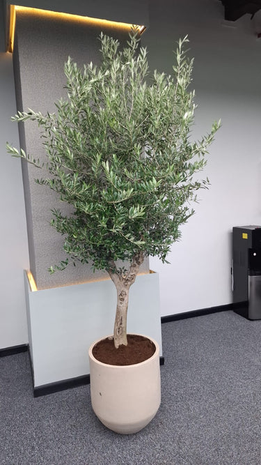 Olive Tree (2.2m–2.4m) in Premium Beige Fiber Pot Plants UAE.