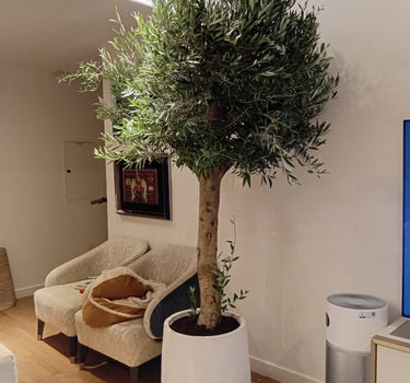 Olive Tree (2.5 m) Outdoor Plants UAE. Potted olive tree in a living room setting with furniture and decor.