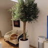 Olive Tree (2.5 m) Outdoor Plants UAE. Potted olive tree in a living room setting with furniture and decor.