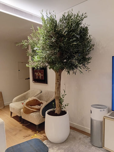 Olive Tree (2.5 m) Outdoor Plants UAE. Potted olive tree in a living room setting with furniture and decor.