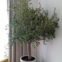 Olive Tree Big Head from Spain IndoorPlants UAE. Potted plant in a room with a white wall and a curtain.