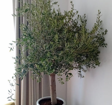 Olive Tree Big Head from Spain IndoorPlants UAE. Potted plant in a room with a white wall and a curtain.