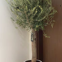 Olive Tree Big Trunk in Ceramic Plants UAE. Potted olive tree in a white pot against a neutral wall.