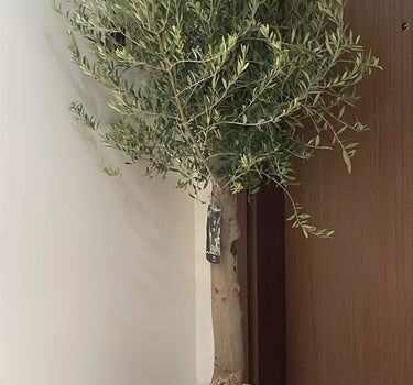 Olive Tree Big Trunk in Ceramic Plants UAE. Potted olive tree in a white pot against a neutral wall.