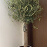 Olive Tree Big Trunk in Ceramic Plants UAE. Potted olive tree in a white pot against a neutral wall.