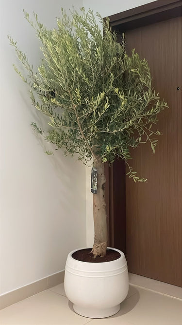 Olive Tree Big Trunk in Ceramic Plants UAE. Potted olive tree in a white pot against a neutral wall.