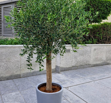 Olive Tree Big in Grey Matte Plants UAE. Potted tree in a gray pot on a stone pavement with a building in the background