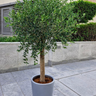 Olive Tree Big in Grey Matte Plants UAE. Potted tree in a gray pot on a stone pavement with a building in the background