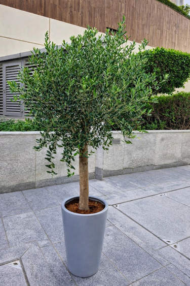 Olive Tree Big in Grey Matte Plants UAE. Potted tree in a gray pot on a stone pavement with a building in the background