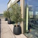 Olive Tree Black Fiber Pot Outdoor Plants UAE. Potted olive trees on a rooftop with a modern building in the background 