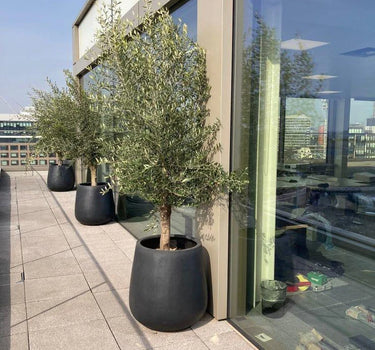 Olive Tree Black Fiber Pot Outdoor Plants UAE. Potted olive trees on a rooftop with a modern building in the background 