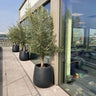 Olive Tree Black Fiber Pot Outdoor Plants UAE. Potted olive trees on a rooftop with a modern building in the background 