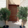 Olive Tree Bundle 2pc 20-year-old from Spain in UAE. Modern building entrance with a brown door flanked by potted trees.