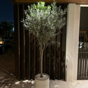 Olive Tree Fiber Pot Outdoor Plants UAE. Potted olive tree on a patio at night