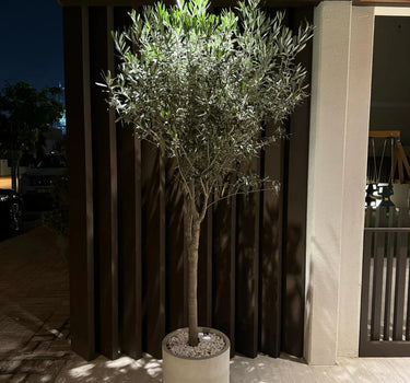 Olive Tree Fiber Pot Outdoor Plants UAE. Potted olive tree on a patio at night