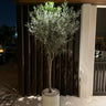 Olive Tree Fiber Pot Outdoor Plants UAE. Potted olive tree on a patio at night