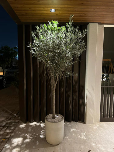 Olive Tree Fiber Pot Outdoor Plants UAE. Potted olive tree on a patio at night