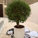 Olive Tree Premium 3m Plants Dubai. Potted plant on a patio with a building in the background