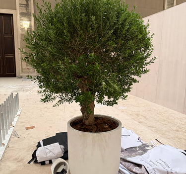 Olive Tree Premium 3m Plants Dubai. Potted plant on a patio with a building in the background