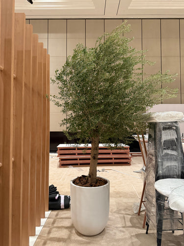 Olive Tree Premium 3m Plants UAE. Potted plant on a wooden platform with a neutral background