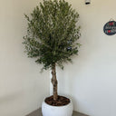 Olive Tree Round Fiber Plants UAE. Potted olive tree in a white pot against a plain wall with a security camera above.