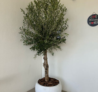 Olive Tree Round Fiber Plants UAE. Potted olive tree in a white pot against a plain wall with a security camera above.