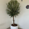 Olive Tree Round Fiber Plants UAE. Potted olive tree in a white pot against a plain wall with a security camera above.