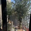 Olive Tree Tall Duo Outdoor Plants UAE. Two potted olive trees in an urban setting with a building and fence in the background.